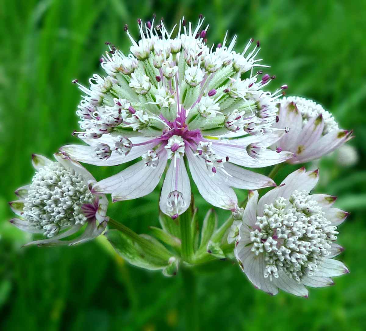 astrantia-major
