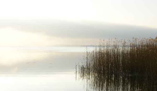 Schilf am See