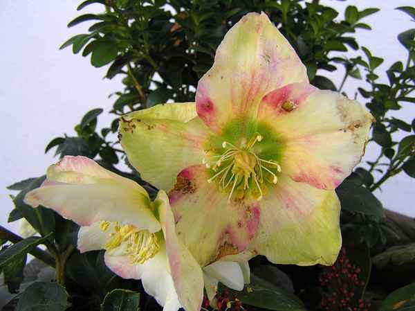 Christrose