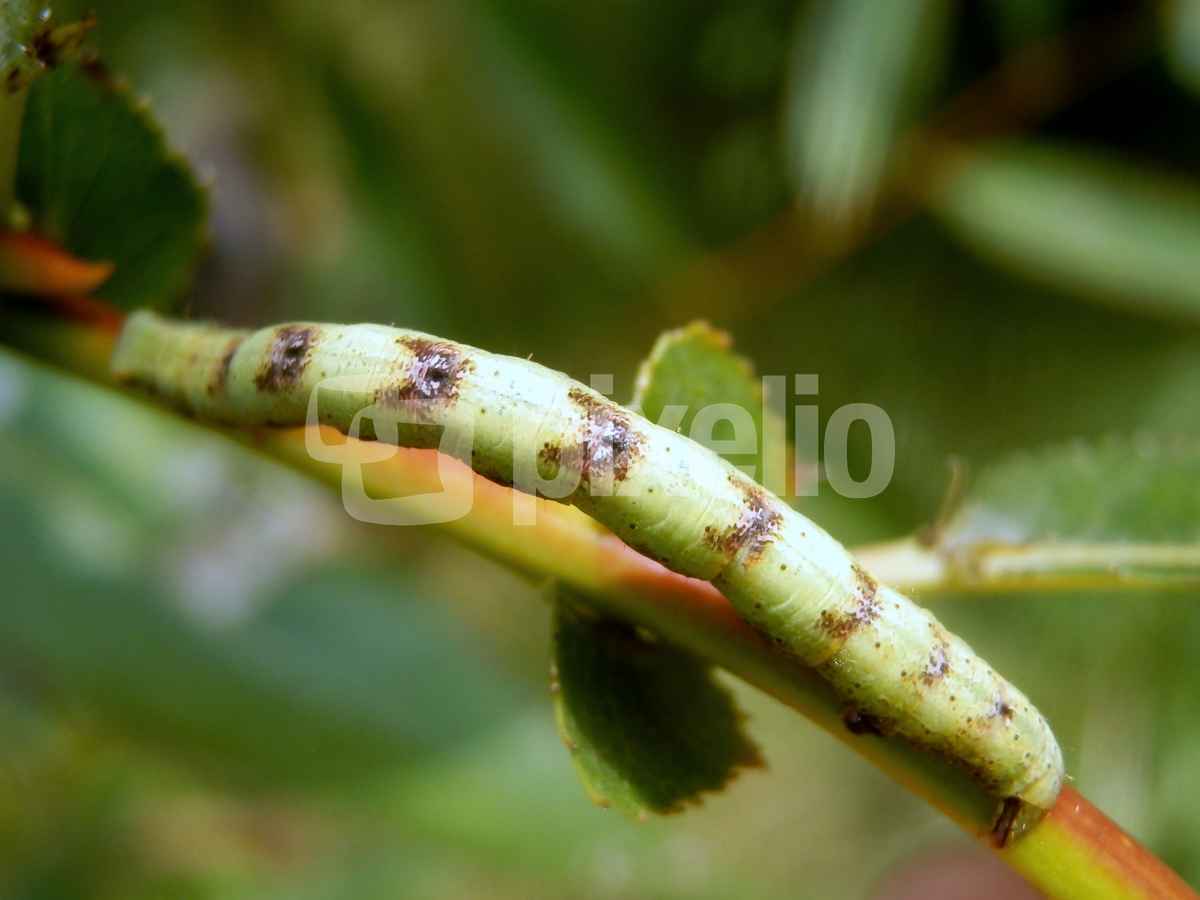 Raupe mit Schmetterlingsmuster