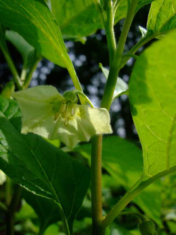 Lampionblüte