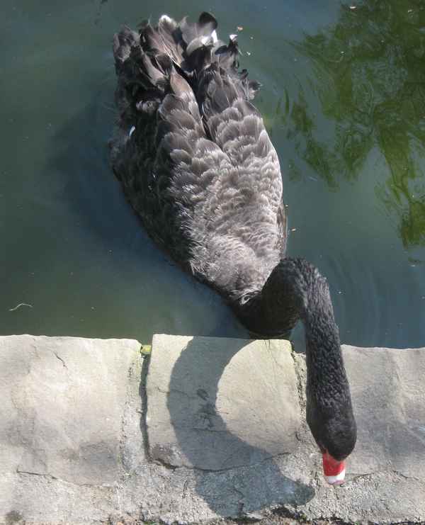 Trauerschwan von oben