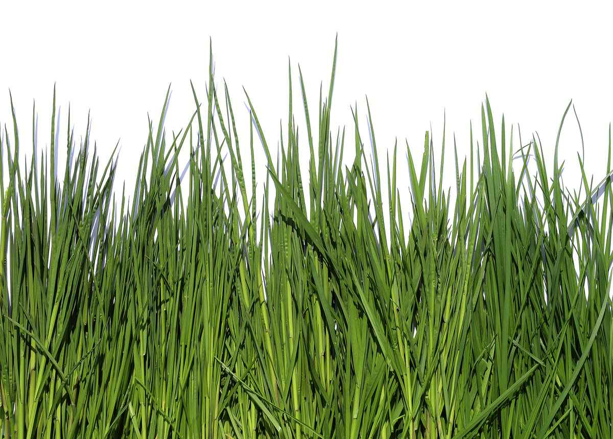 Gras