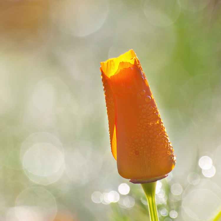 goldmohn