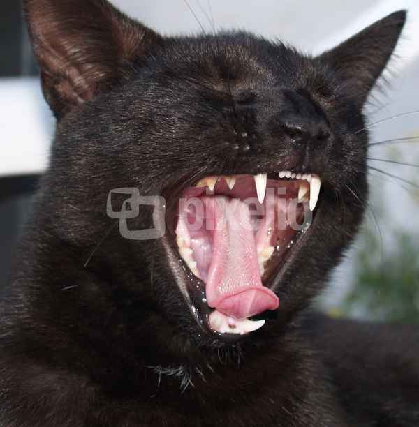 Mini Panter