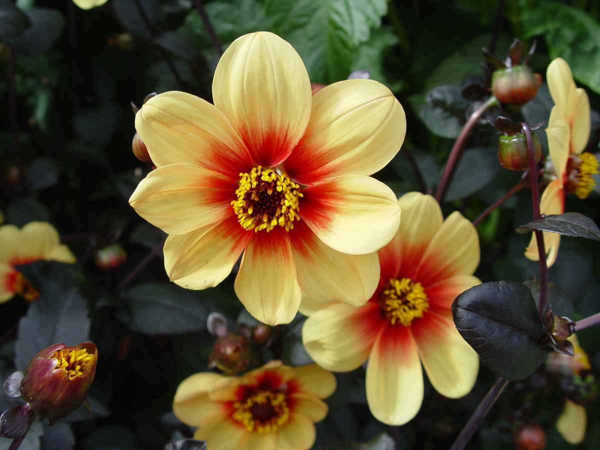 Einfache Dahlie