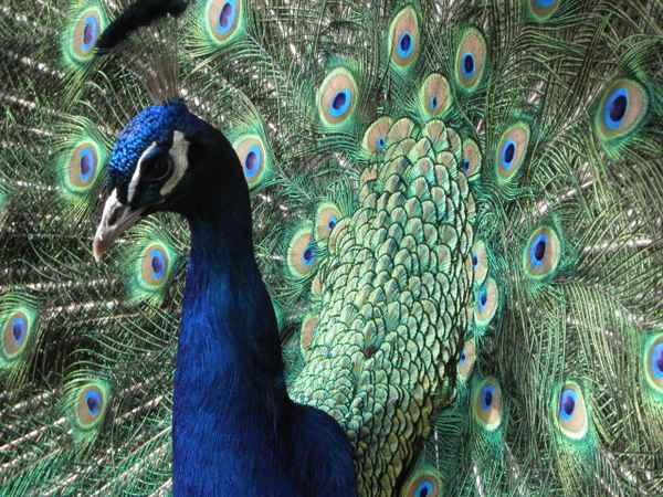 Pfau im Tierpark Potzberg 1