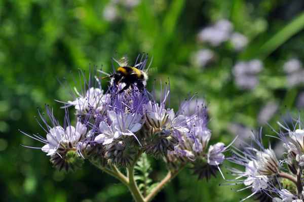Bienenfreund