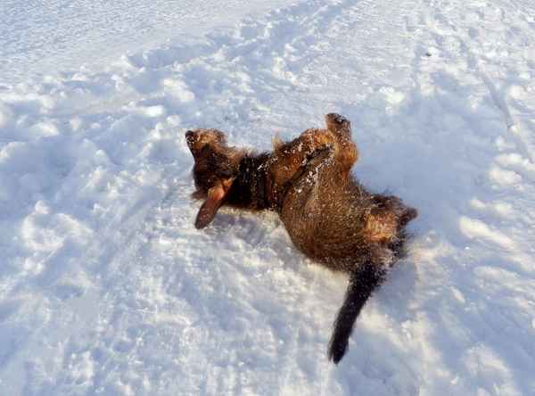 Schnee macht glücklich