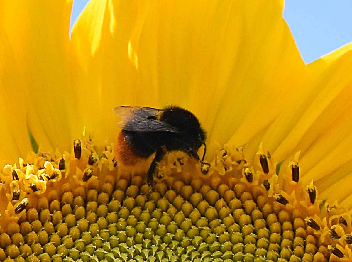 Sonnenblume und Hummel