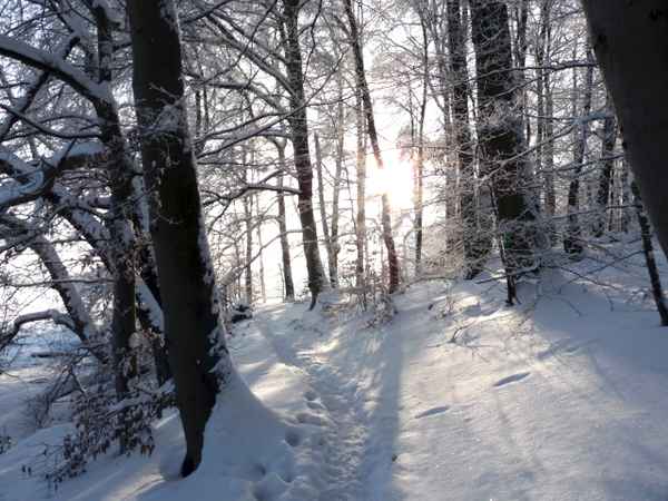 Winterwald