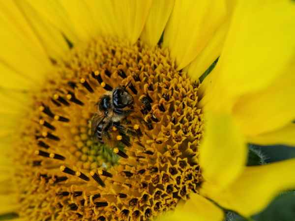 Bienenweide