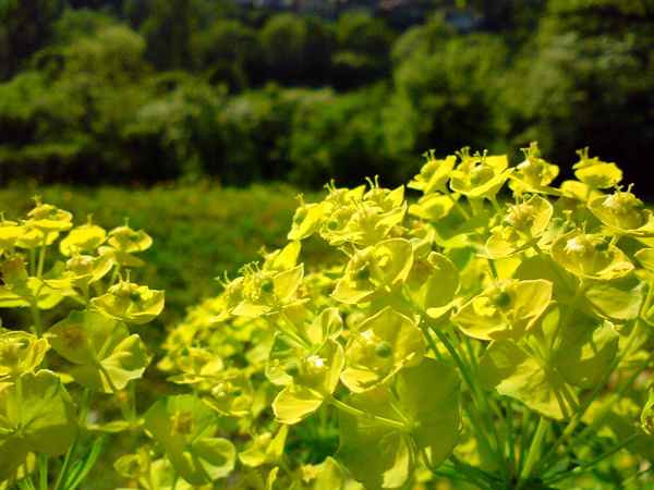 kleines Pflänzchen in Blüte