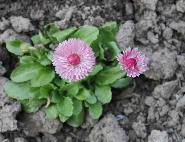 Es ist Frühling