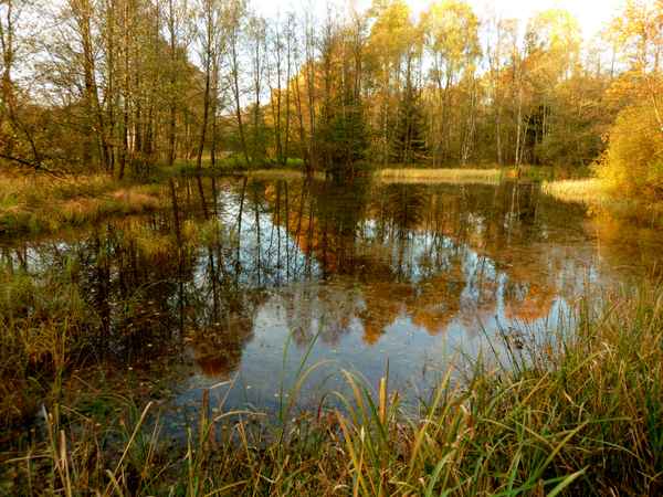 Herbst am alten Fischteich
