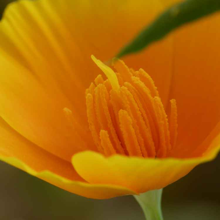 gelbe blüte