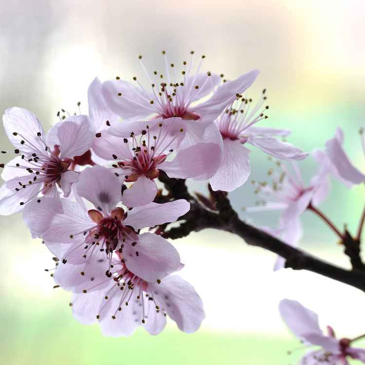 Kirschblüte . . .