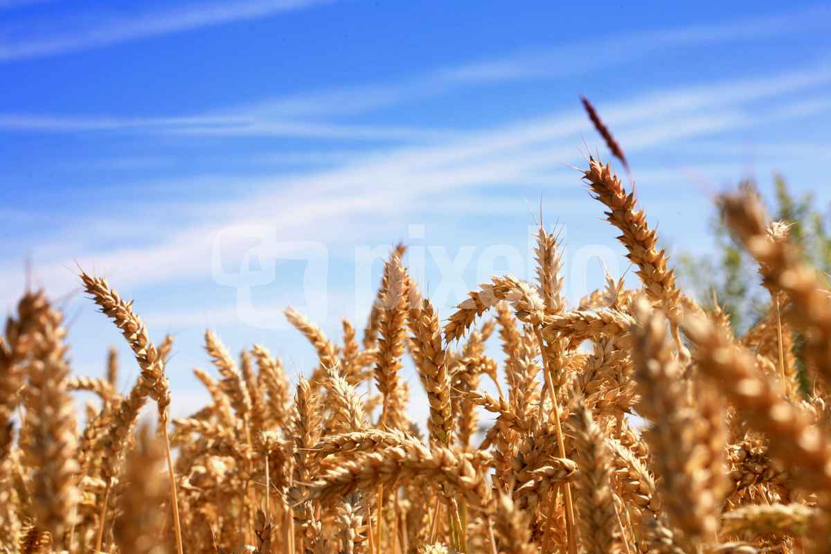 Weizenfeld vor der Ernte 2