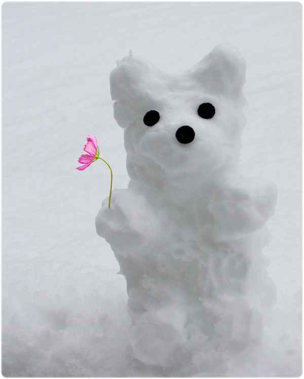 SCHNEETEDDY