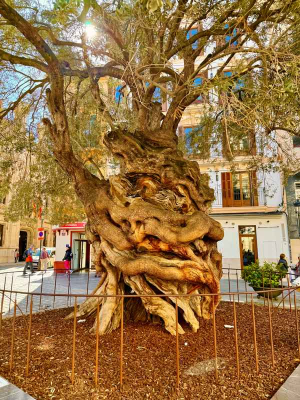 Olivenbaum in Palma