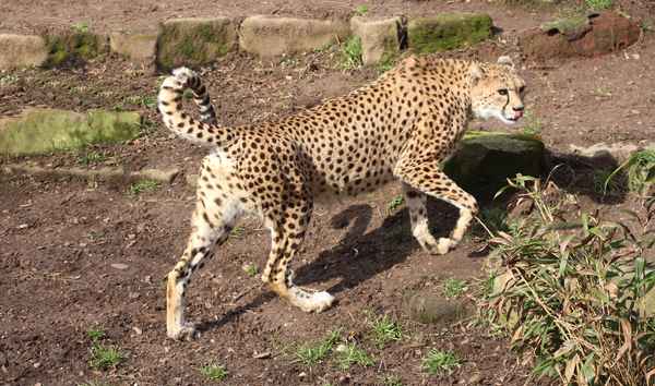 schnellste raubkatze der welt...gepard