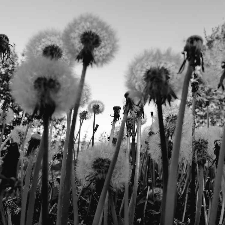 Pusteblumen