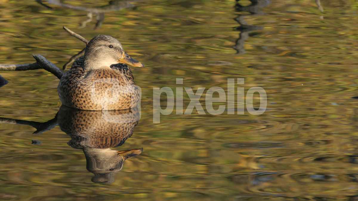 Spiegelbild