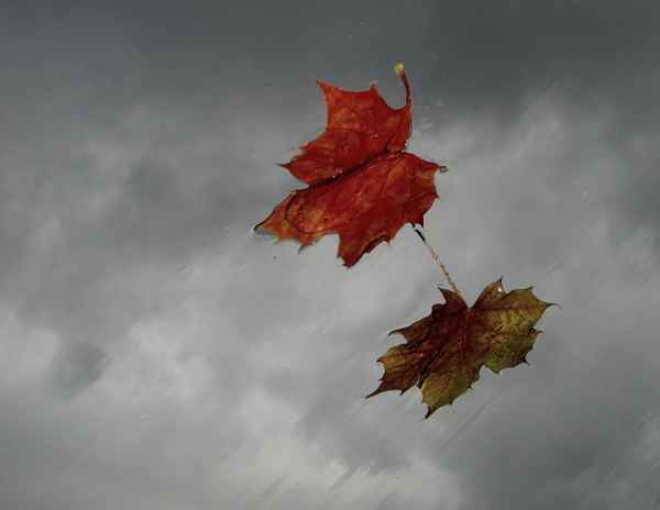 Herbstbild