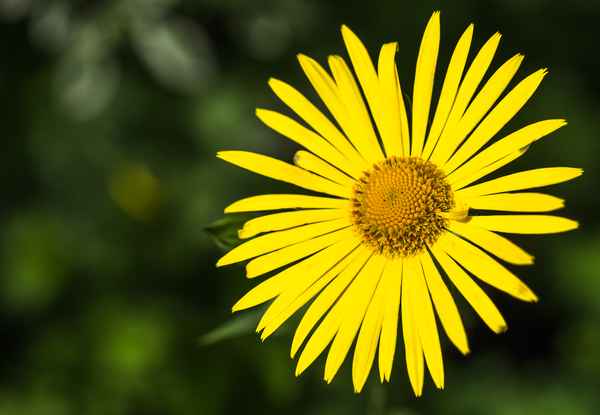 strahlende Blüte