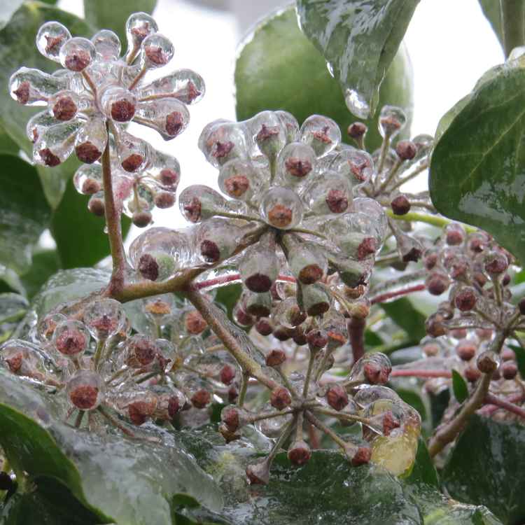 Blitzeis auf Efeublüte