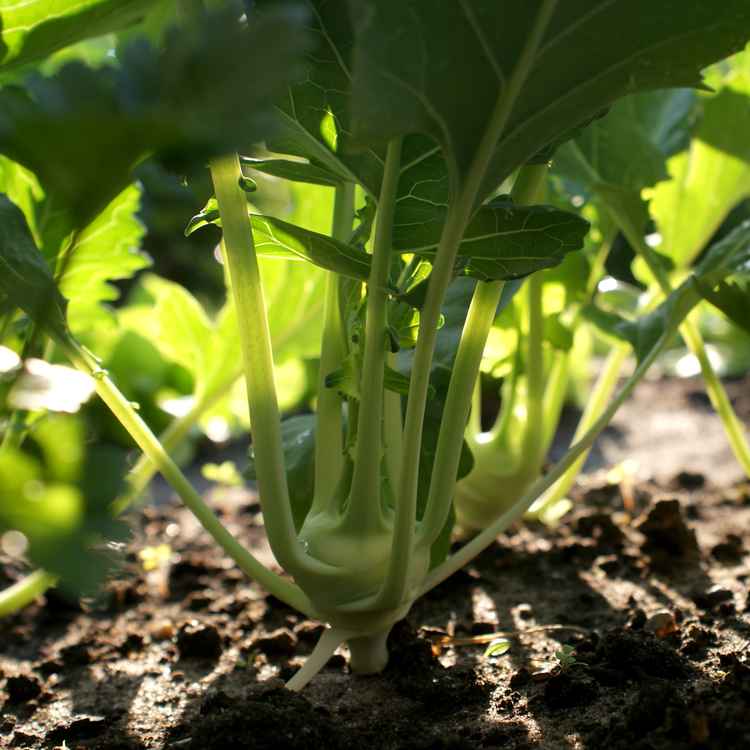 Junge Kohlrabipflanzen