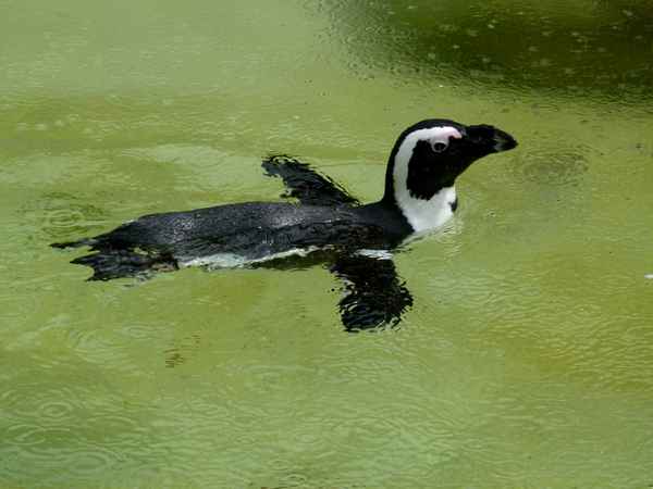 in keiner Form wasserscheu ...