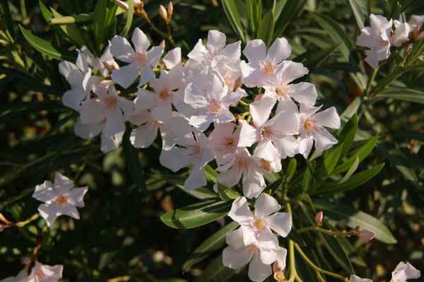 weisser Oleander