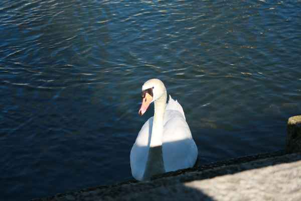 Schwan