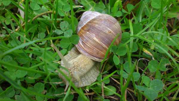 schnecke_1