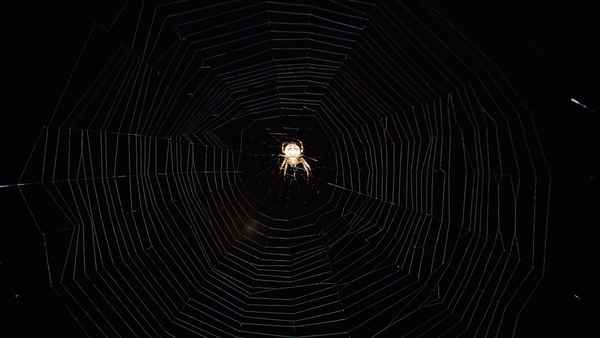 Kreuzspinne bei Nacht