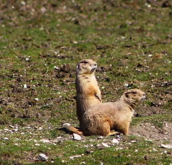 Aus dem Winterschlaf erwacht