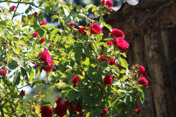 Strauchrose