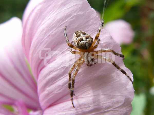 Kreusspinne