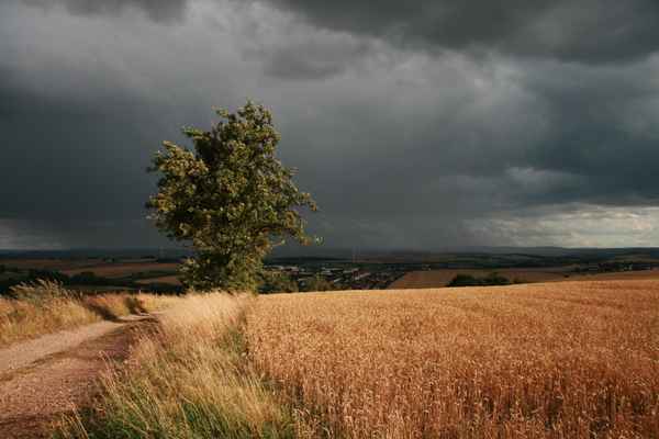Baum und Schauerwetter