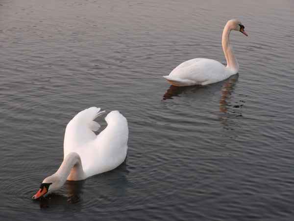 Getrennte Wege