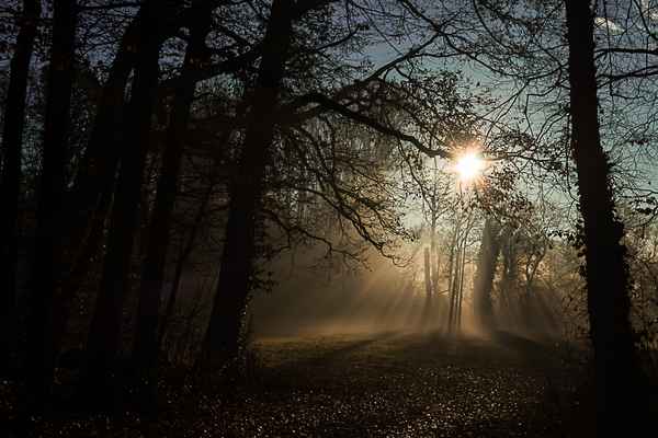 Sonnenaufgang im Dezemberwald
