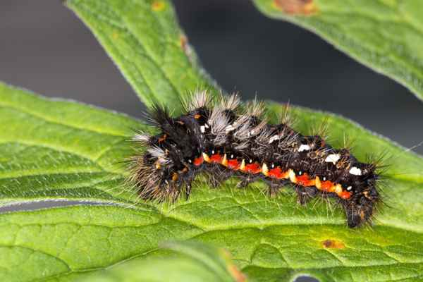 Junge Raupe der Ampfer-Rindeneule -1