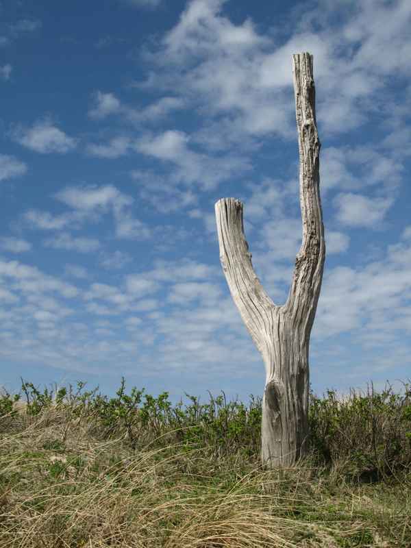 Es war einmal ein Baum.....