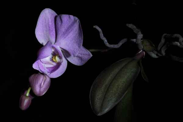 Orchidee