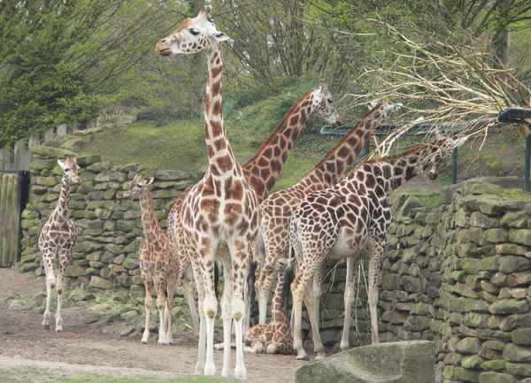 Giraffenherde