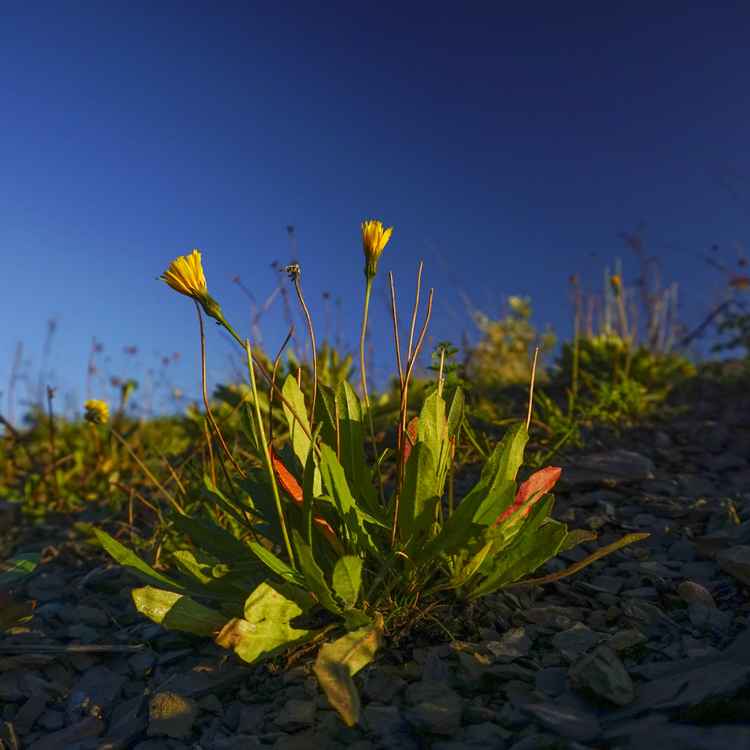 Goldene Stunde - Blumen auf einer Berghalde im Sonnenuntergang