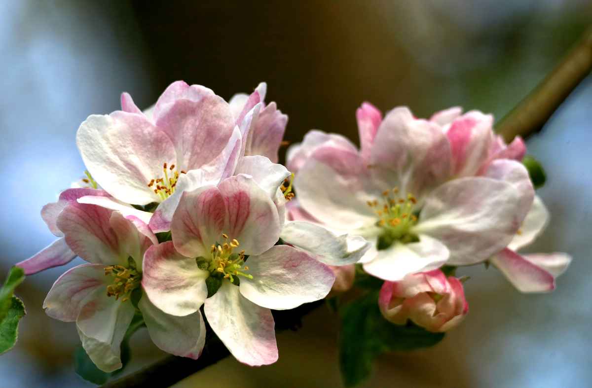 grahams jubileumsapfel - blüten