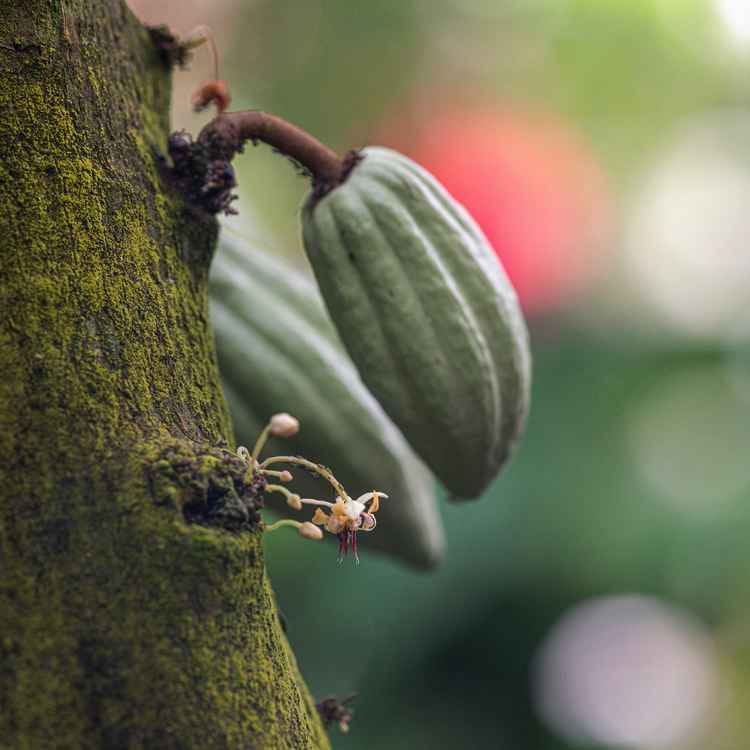 Kakao Pflanze Blüte