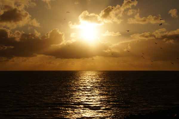 Ein Schwarm Möwen fliegt gen Sonnenuntergang